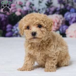 Della, Bich-Poo Puppy